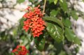 Ruspolia hypocrateriformis - arbuste exotique  fleurs  port retombant de plein soleil 1.5m